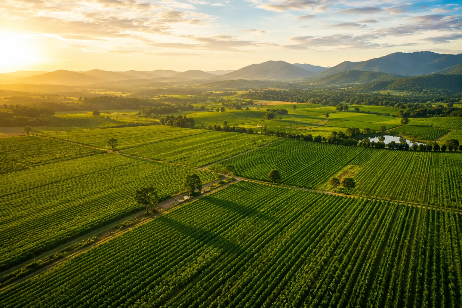 AFTFOODS Farm